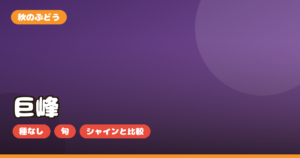 巨峰 ぶどう ギフト お取り寄せ｜種なし・大粒の選び方と旬・シャインとの違いを正直レビュー